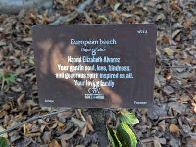 European beech