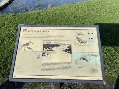 Life in an Estuary