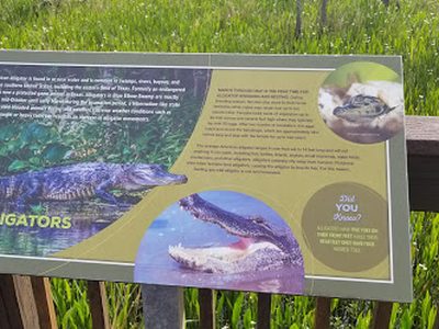 Alligators
