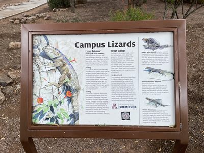 Campus Lizards