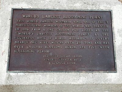 World's Largest Blossoming Plant