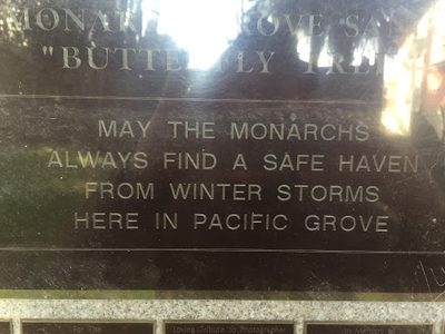 The Monarch Grove Sanctuary "Butteryfly Trees"