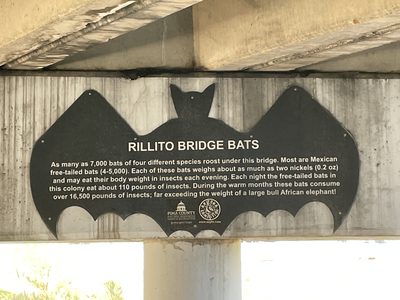 Rillito Bridge Bats