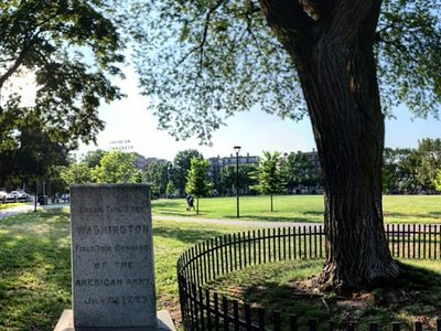 Washington Elm