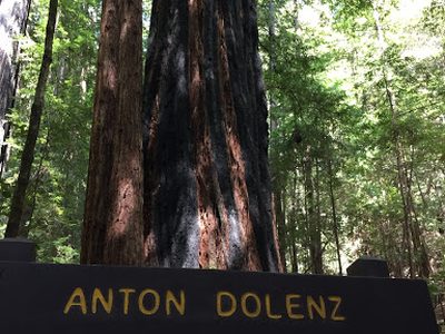 Anton Dolenz Memorial Grove