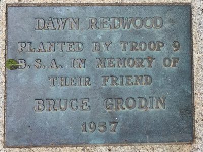 Dawn Redwood (Bruce Grodin)