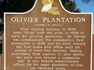 Olivier Plantation