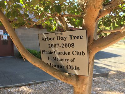 Arbor Day Tree 2007 - 2008 Eleanor Olds