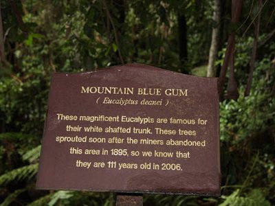 Mountain Blue Gum