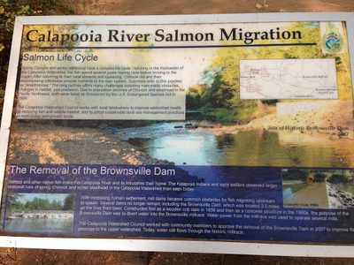 Calapooia River Salmon Migration