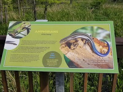 Amphibians Of the Swamp