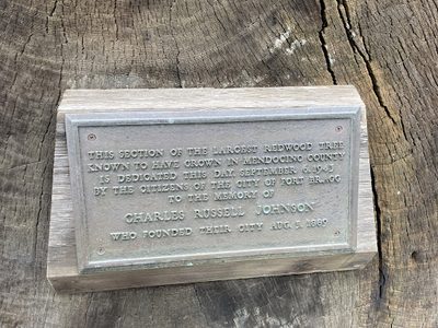 This Section of the Largest Redwood Tree