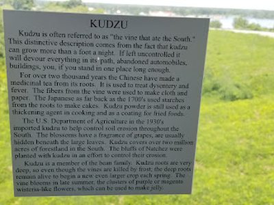 Kudzu