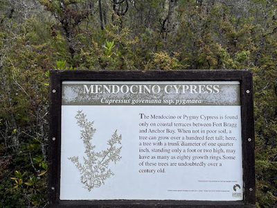 Mendocino Cypress