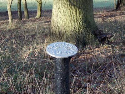 Windsor Great Park: planted about 1820