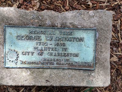 Memorial Tree George Washington