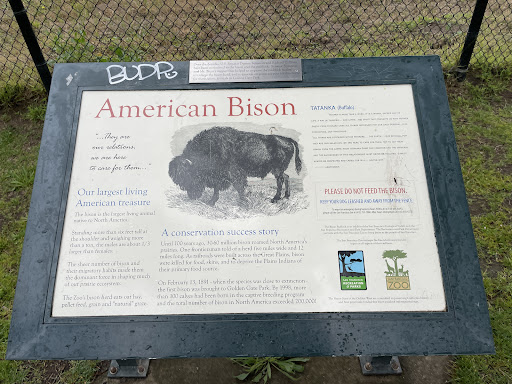 American Bison