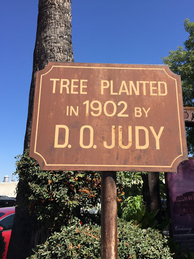 Tree Planted in 1902 by D. O. Judy