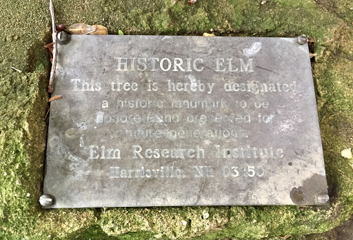 Historic Elm
