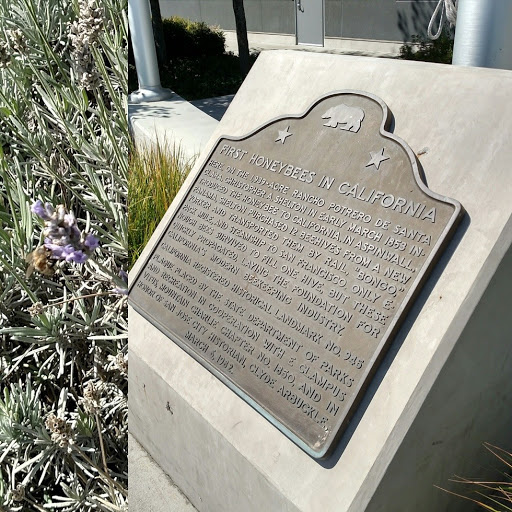 First Honeybees in California