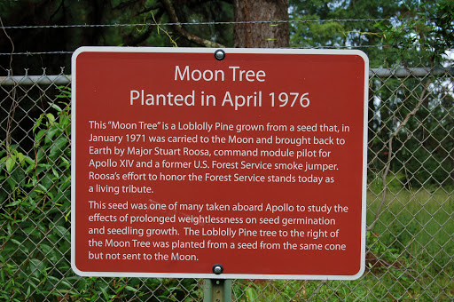 Moon Tree - Planted in April 1976