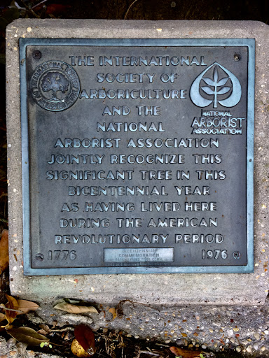 200-Year-Old Tree