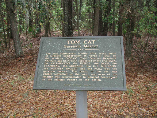 Tom Cat