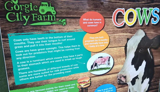 Cows Only Have Teeth in the Bottom of Their Mouths