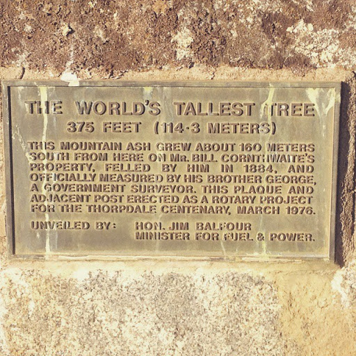 The World's Tallest Tree