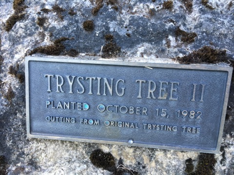 Trysting Tree II