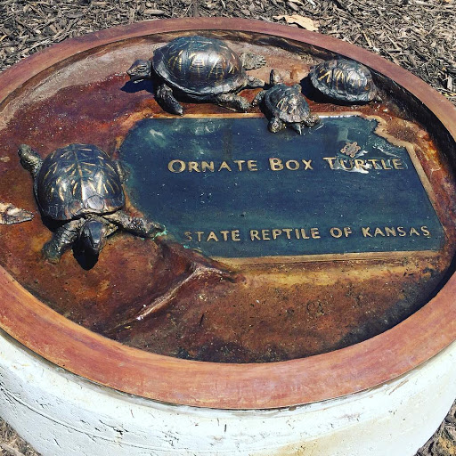 Ornate Box Turtle