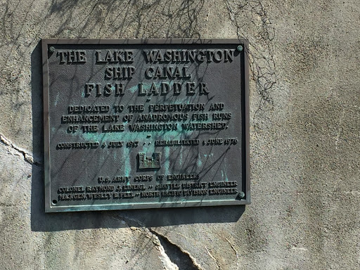 The Lake Washington Ship Canal Fish Ladder