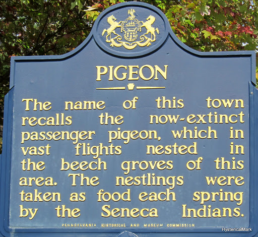 Pigeon
