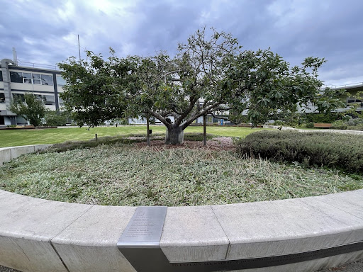 Newton's Apple Tree Monash University