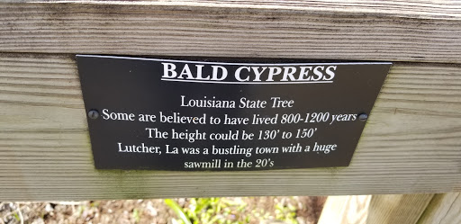 Bald Cypress