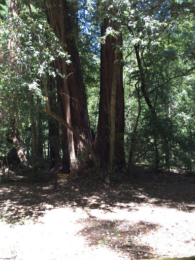 Ella Brown Redwood Grove