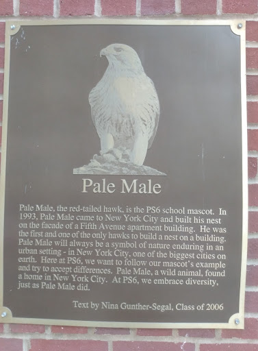 Pale Male