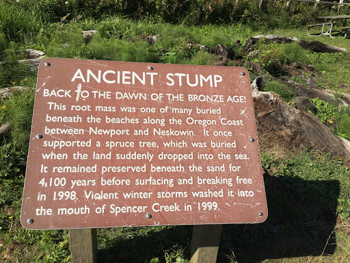 Ancient Stump