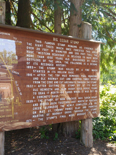 Big Cedar Stump