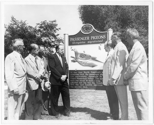 Passenger Pigeons / Passenger Pigeons (Ectopistes migratorius)