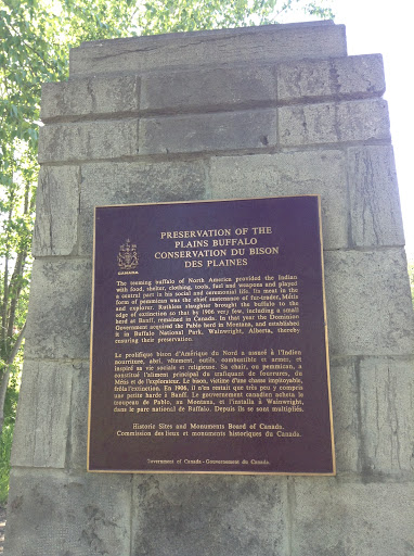Preservation of the Plains Buffalo
