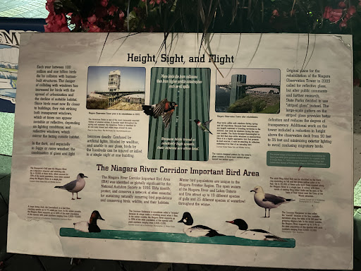 Niagara Falls: Height, Sight, and Flight