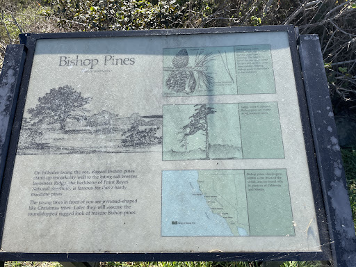 Bishop Pines