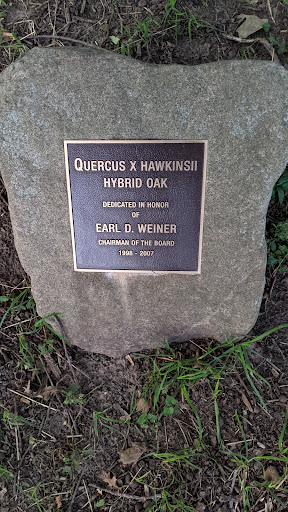 Quercus x Hawkinsii Hybrid Oak