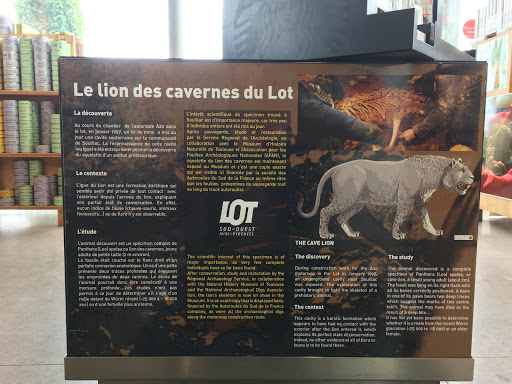 Le Lion Des Cavernes du Lot