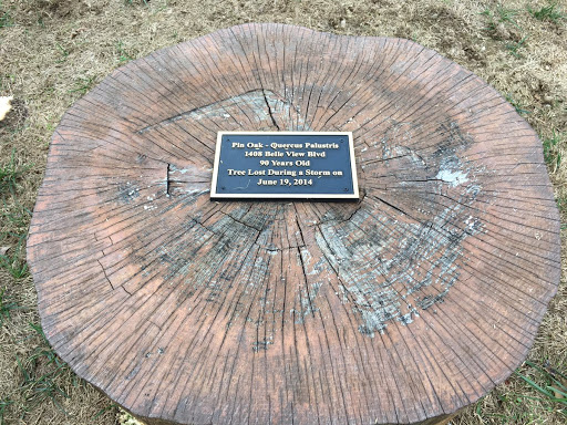 Tree Lost During  a Storm