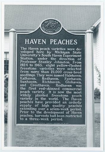 Haven Peaches