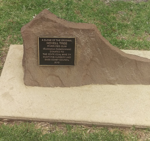 Clone of the original Hovell Tree