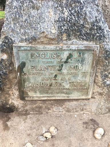 English Elm