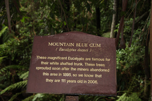 Mountain Blue Gum
